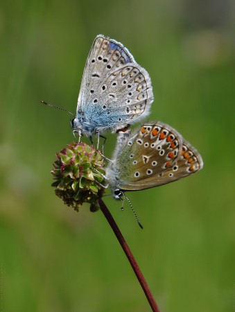 Butterfly dance